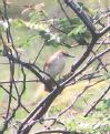 [Yellow-chinned Spinetail]