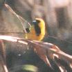 [Yellow Oriole]