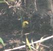 [Yellow-hooded Blackbird]