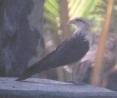 [Yellow-headed Caracara]