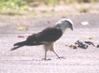 [Yellow-headed Caracara]