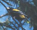 [Yellow-rumped Cacique]