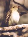 [Acadian Flycatcher]