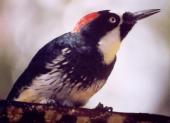 [Acorn Woodpecker]