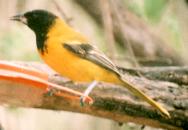 [Audubon's Oriole]