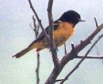 [Baltimore Oriole]