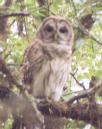 [Barred Owl]