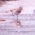 [Baird's Sandpiper]