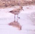 [Baird's Sandpiper]