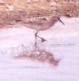 [Baird's Sandpiper]