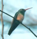 [Buff-bellied Hummingbird]