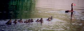 [Black-bellied Whistling Duck]