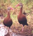 [Black-bellied Whistling Duck]