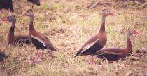 [Black-bellied Whistling Duck]