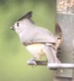 [Black-crested Titmouse]