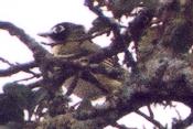 [Black-capped Vireo]