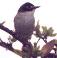 [Black-capped Vireo]