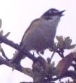 [Black-capped Vireo]