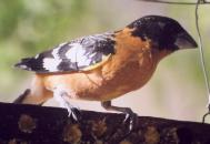 [Black-headed Grosbeak male]