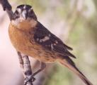 [Black-headed Grosbeak female]