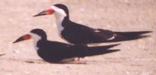 [Black Skimmer]