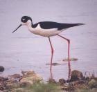 [Black-necked Stilt]