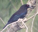 [Bronzed Cowbird]