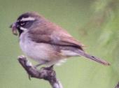[Black-throated Sparrow]