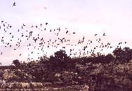 [Mexican free-tailed Bats]