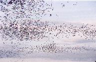 [Mexican free-tailed Bats]