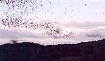 [Mexican free-tailed Bats]
