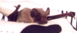 [Mexican free-tailed Bats]