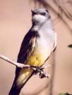 [Cassin's Kingbird]