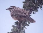 [Cactus Wren]