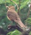 [Clay-colored Robin]