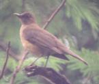 [Clay-colored Robin]