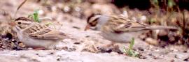 [Clay-colored Sparrow]