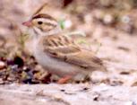 [Clay-colored Sparrow]