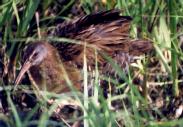 [Clapper Rail]