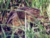 [Clapper Rail]