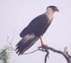 [Crested Caracara]