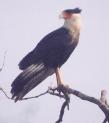 [Crested Caracara]