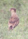 [Crested Caracara]