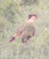 [Crested Caracara]