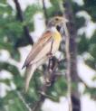 [Dickcissel]