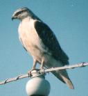 [Ferruginous Hawk]