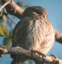 [Ferruginous Pygmy-Owl]