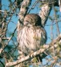 [Ferruginous Pygmy-Owl]