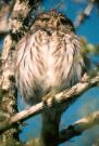 [Ferruginous Pygmy-Owl]