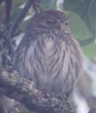 [Ferruginous Pygmy-Owl]